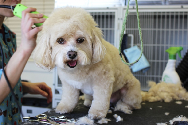 veterinaire-LA CADIERE D AZUR-min_white_dog_grooming_pet_pet_grooming_salon_groomer_fur-678977